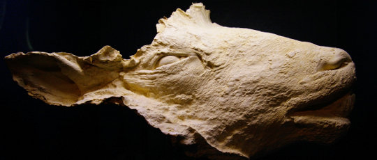 Totenmaske des geklonten Schafes Dolly. Foto: Manfred Werner - Tsui. Lizenz: CC-BY-SA-3.0. Quelle: Wikimedia Commons