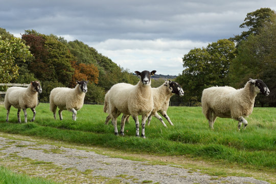 Kunstverständige Schafe im Yorkshire Sculpture Park. Foto: jvf