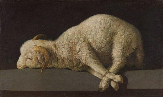 Francisco de Zurbarán, Agnus Dei, um 1635-1640. Quelle: Museo del Prado, Rechte: © Museo Nacional del Prado